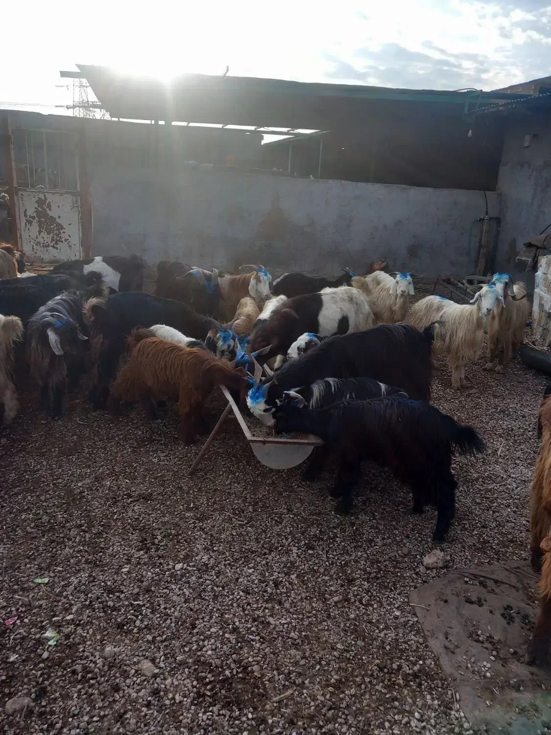 ۴۰ راس بز وتیشتر|حیوانات مزرعه|گتوند, |دیوار