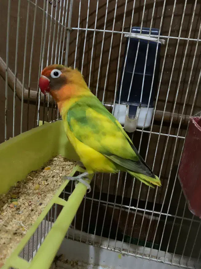 معاوضه طوطی برزیلی با هرچی|پرنده|شاهین‌شهر, شهرک گلدیس|دیوار