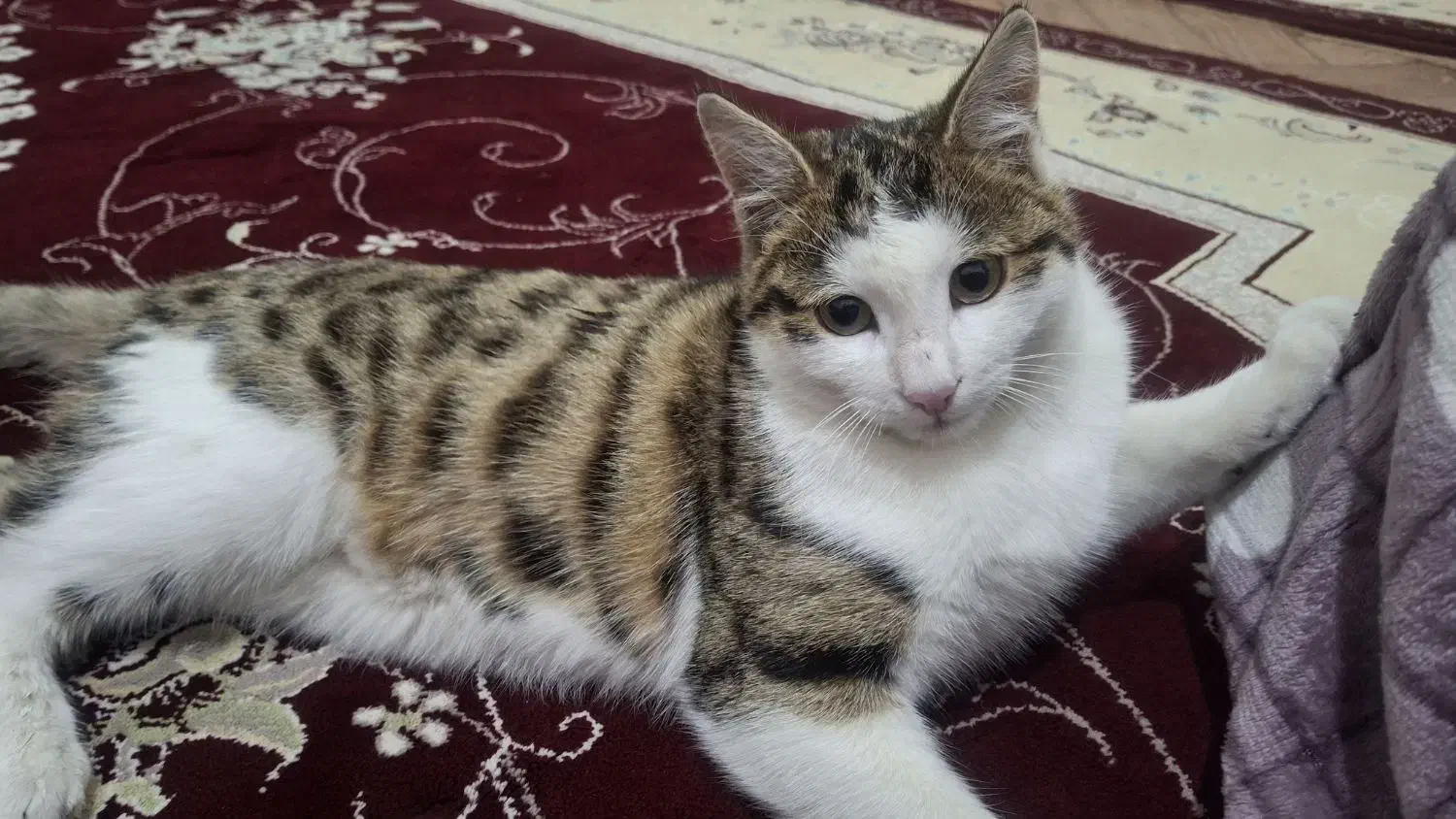 گربه|گربه|مشگین شهر, |دیوار