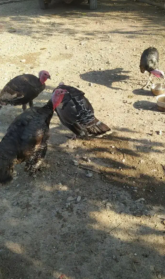 بوقلمون  نر|حیوانات مزرعه|گرگان, |دیوار