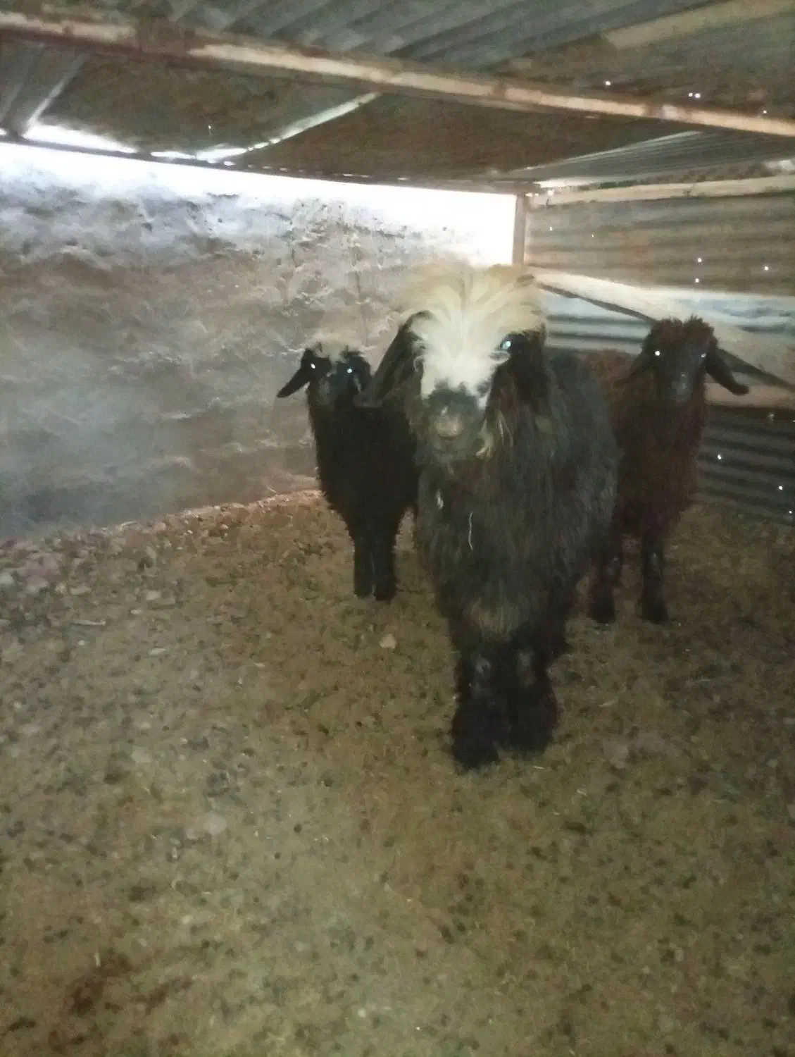 بر قوچ بسیار عالی|حیوانات مزرعه|طسوج, |دیوار