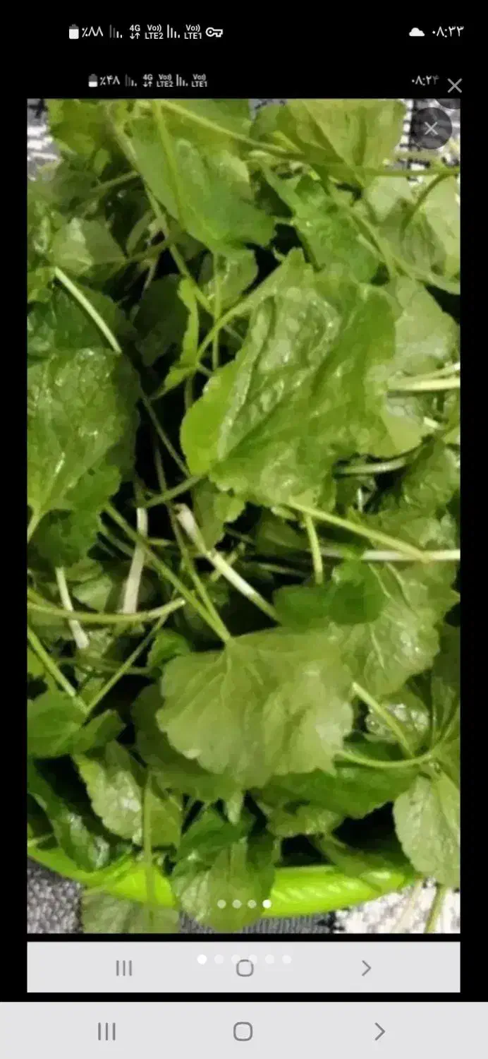 چوچاق و پونه در تالش تمیز و پاک شده خشک|خوردنی و آشامیدنی|حویق, |دیوار