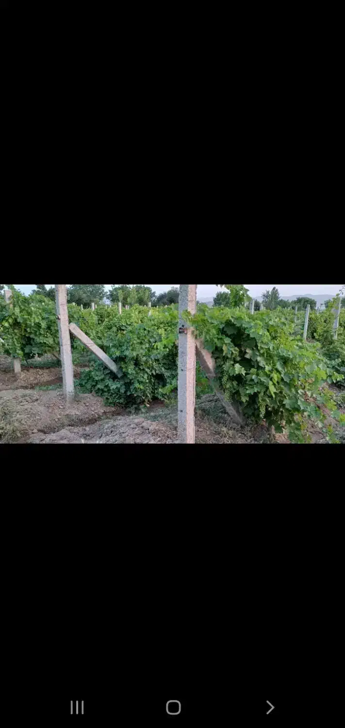 فروش باغ داربستی ودرختان مثمر همراه خانه واستخر|فروش دفتر صنعتی، کشاورزی، تجاری|ملایر, |دیوار