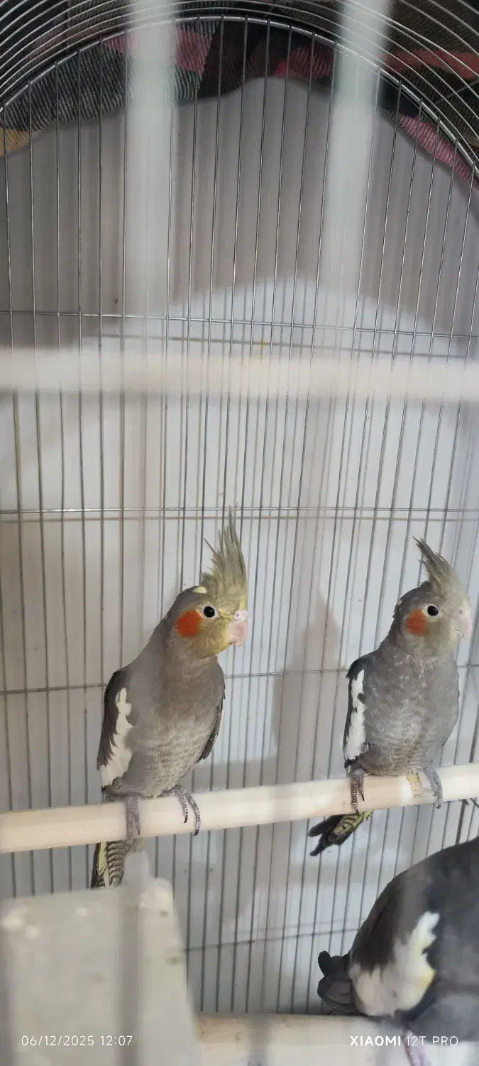 عروس هلندی|پرنده|چغادک, |دیوار