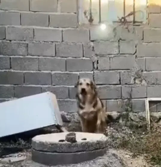 ماده پژدر|سگ|زنجان, |دیوار