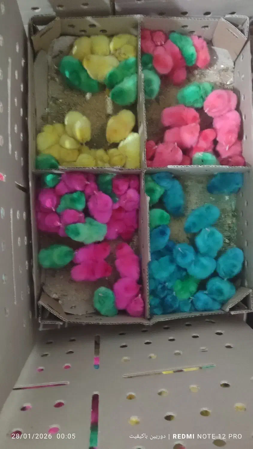 جوجه رنگی عمده است|حیوانات مزرعه|شیروان (لرستان), |دیوار