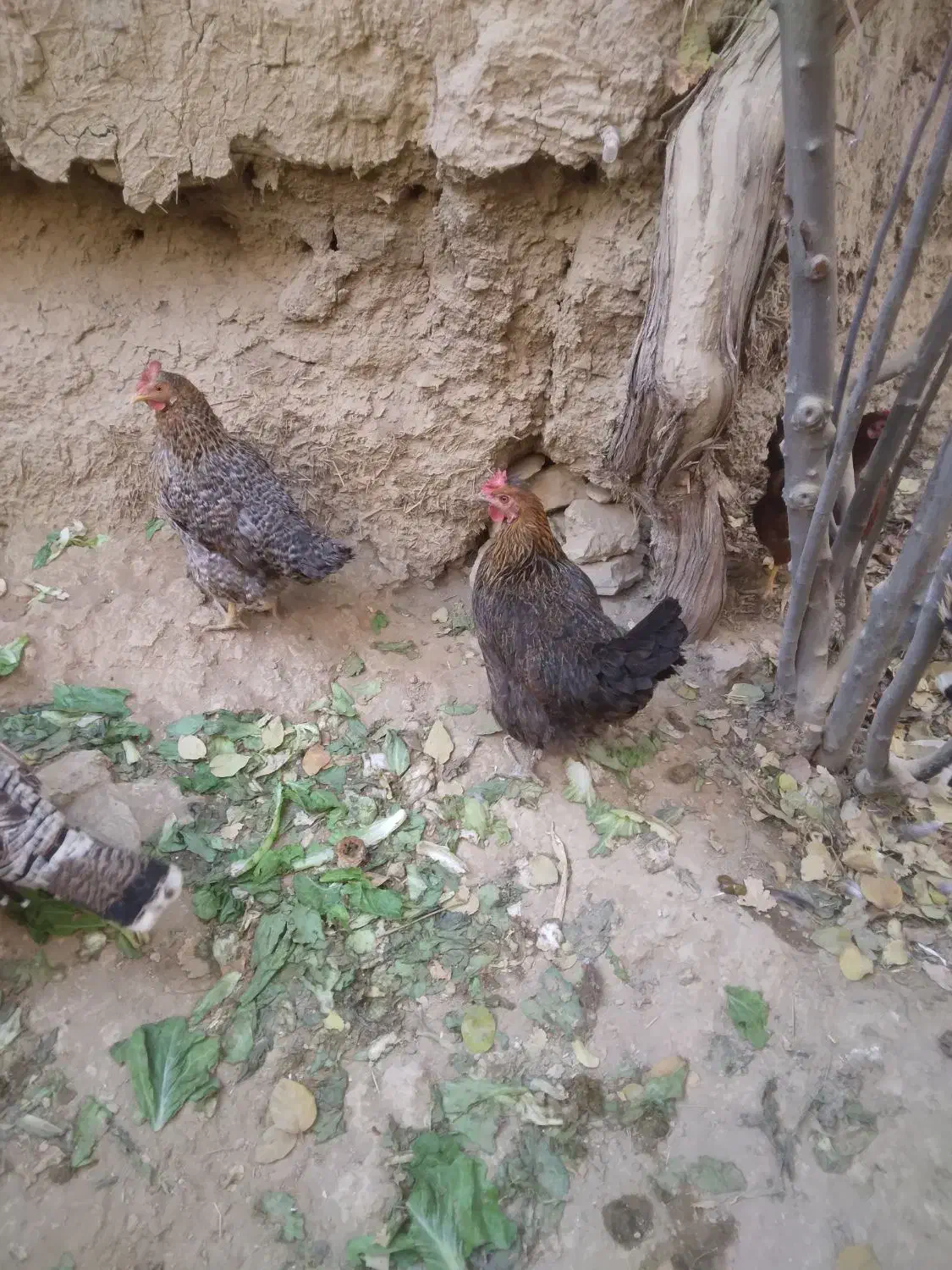 مرغ یک ساله|حیوانات مزرعه|نوبران, |دیوار