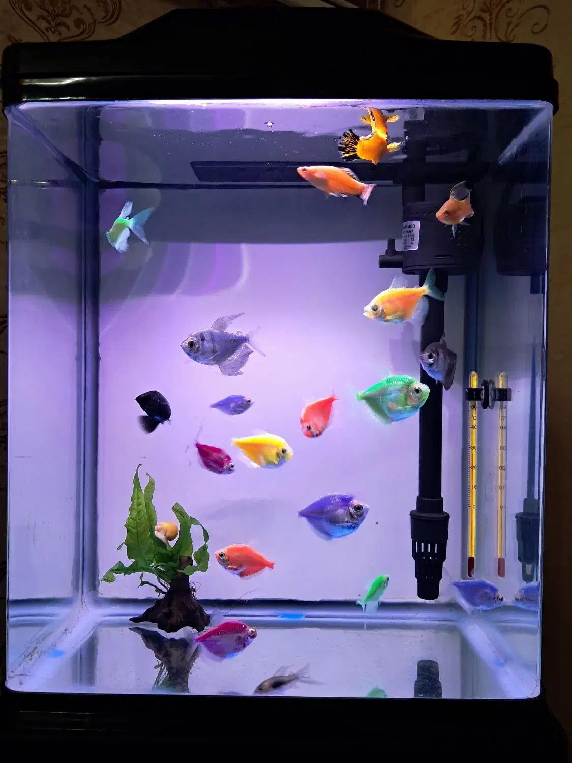 ماهی کالر مولی20عدد|ماهی|تبریز, |دیوار