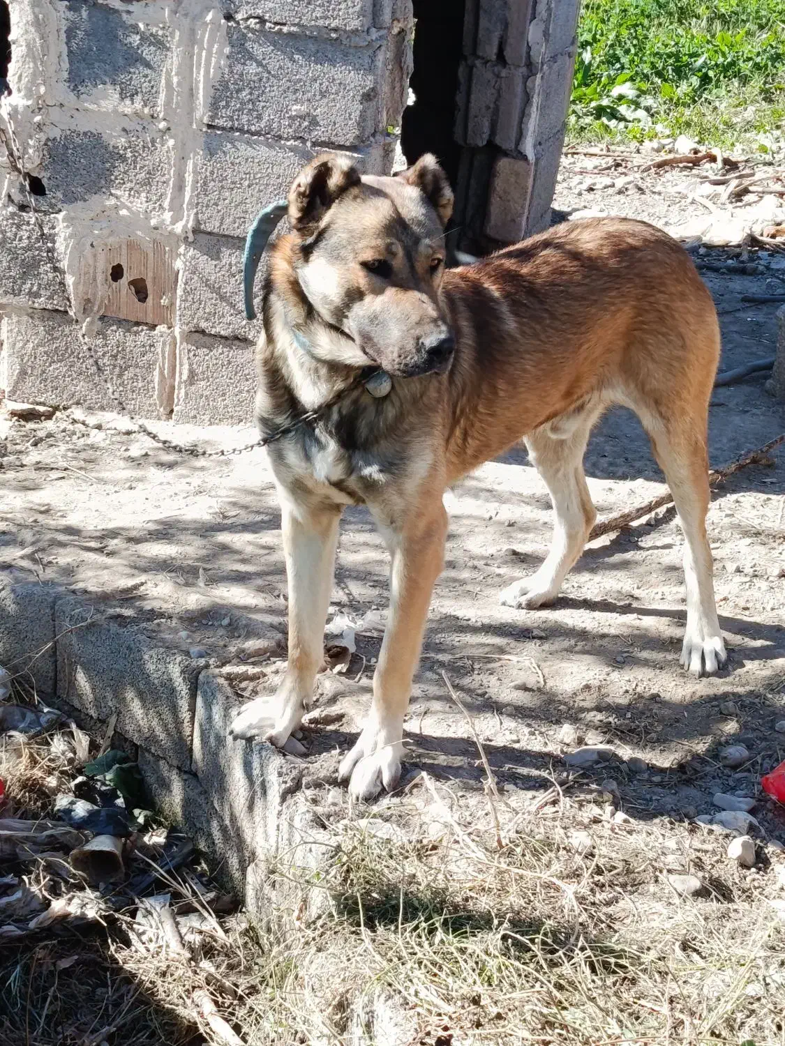 سگ سرابی|سگ|مرند, |دیوار