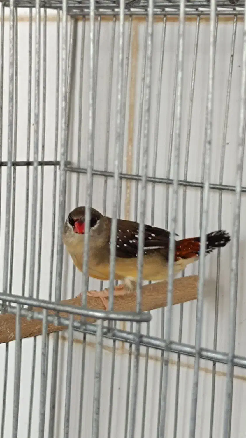 فنچ توت فرنگی|پرنده|مرودشت, ژیان|دیوار