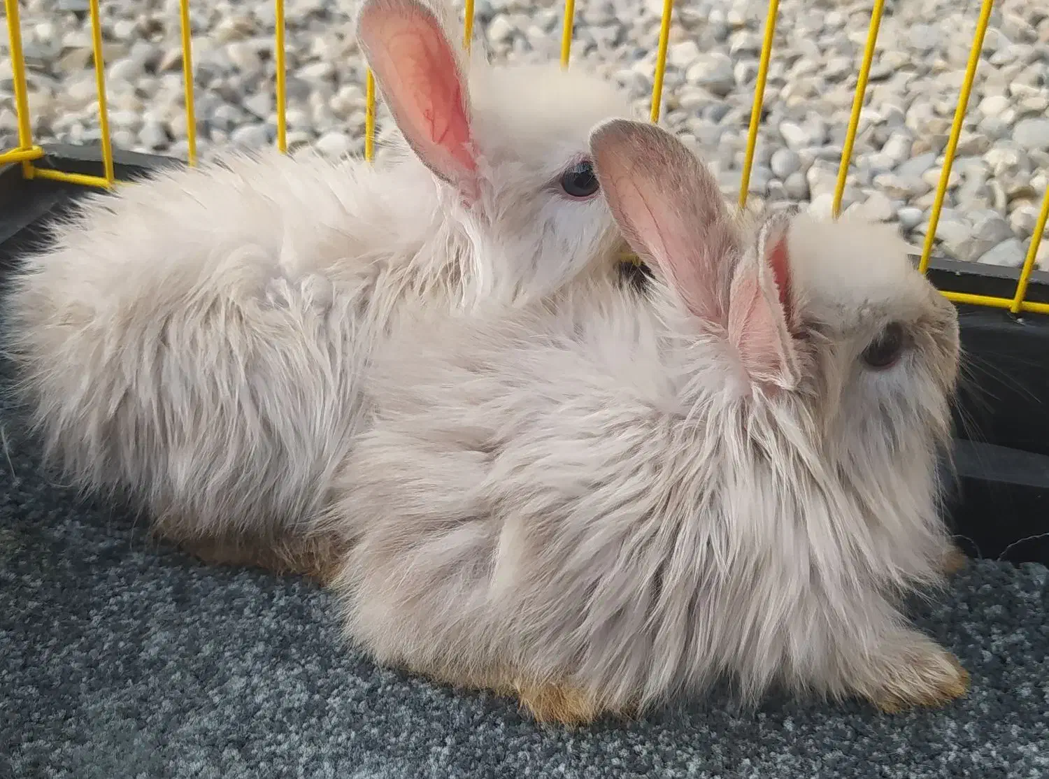 خرگوش لپ یک جفت مینیاتوری بازیگوش دستی|موش و خرگوش|شوشتر, |دیوار