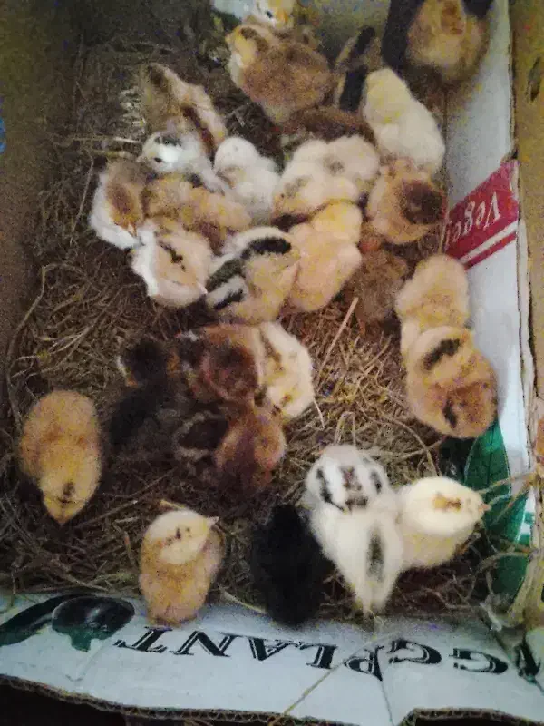 مرغ|پرنده|چمستان, |دیوار