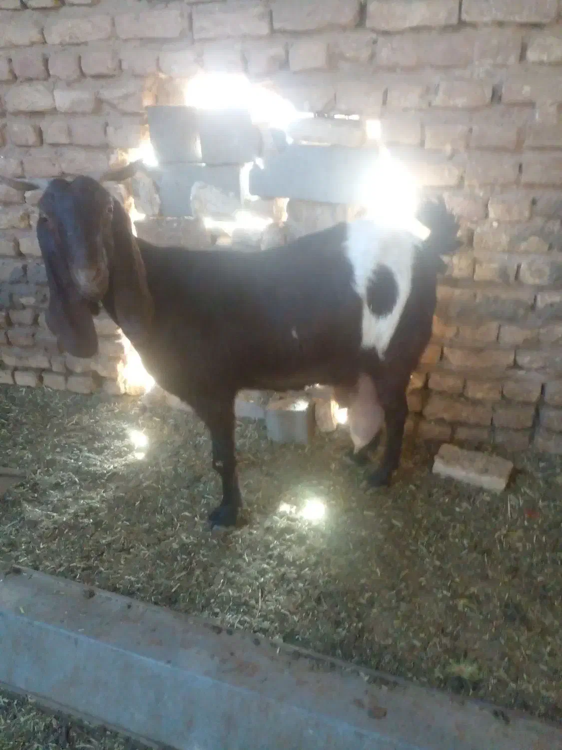 شیر بز|حیوانات مزرعه|تربت جام, کشتارگاه|دیوار