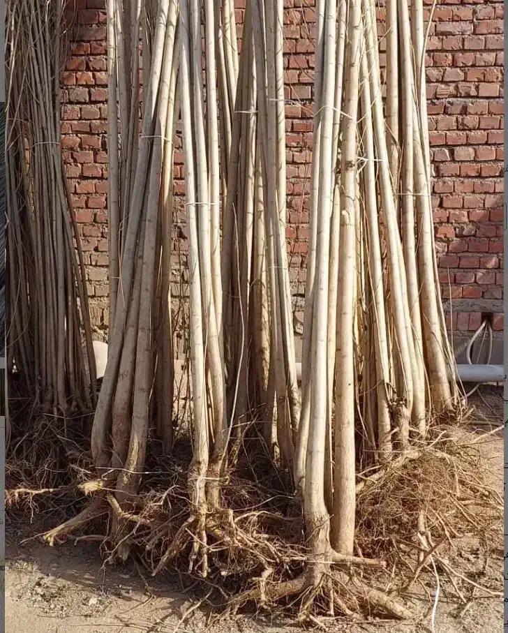 نهال صنوبر سرمایه ای برای اینده|خدمات باغبانی و درختکاری|الشتر, |دیوار