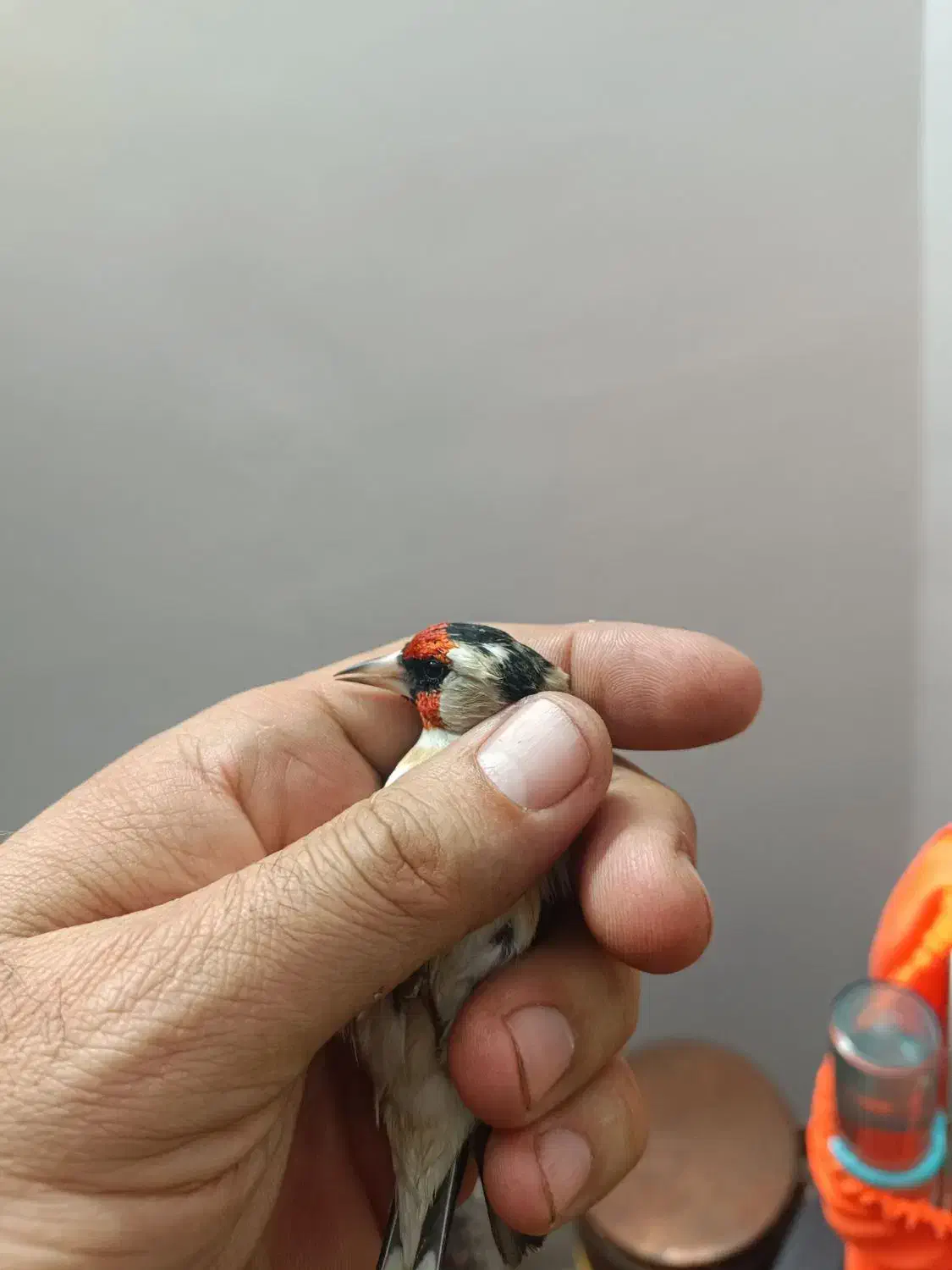 سهره چهارگل|پرنده|مشهد, شهرک مهرگان|دیوار