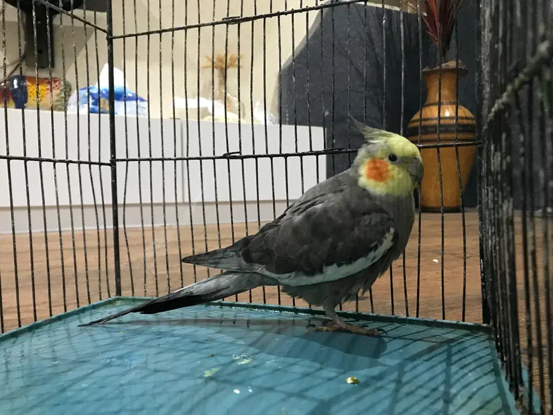 دو عدد عروس هلندی|پرنده|رشت, انصاری|دیوار