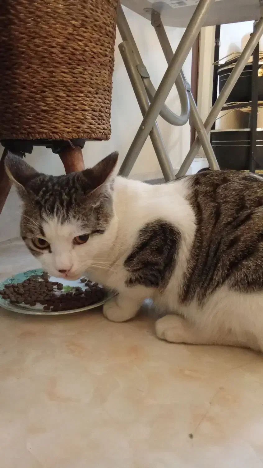 یک گربه.|گربه|مشهد, ایوان|دیوار