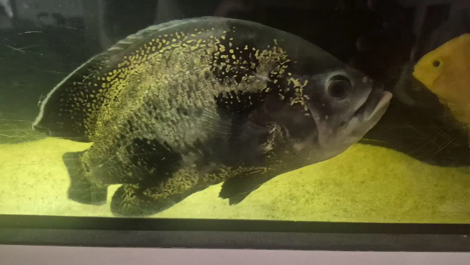 ماهی اسکار|ماهی|تهران, شهران جنوبی|دیوار