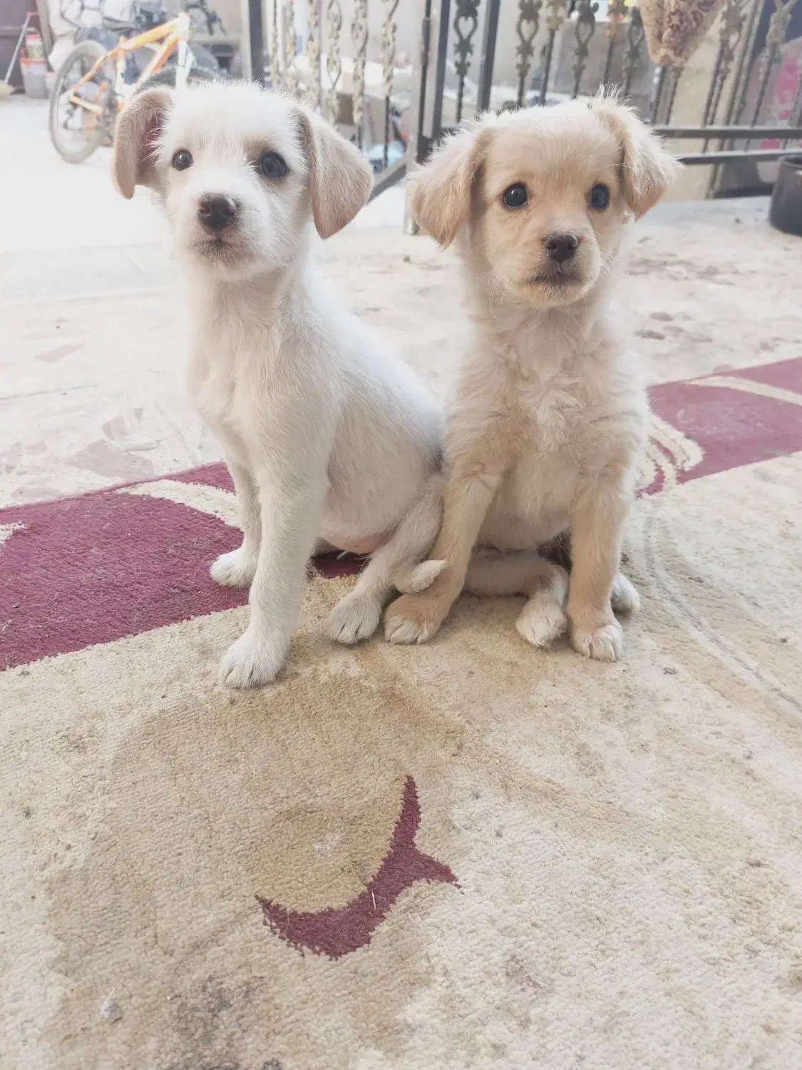 دوتوله حناوبرفی|سگ|گلپایگان, |دیوار