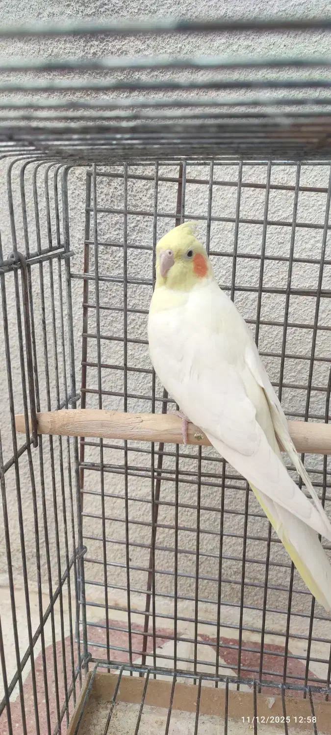 معاوضه عروس هلندی ماده با نر|پرنده|شیراز, تندگویان|دیوار