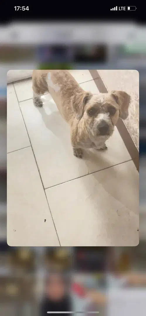 فروش سگ|سگ|بهارستان, |دیوار