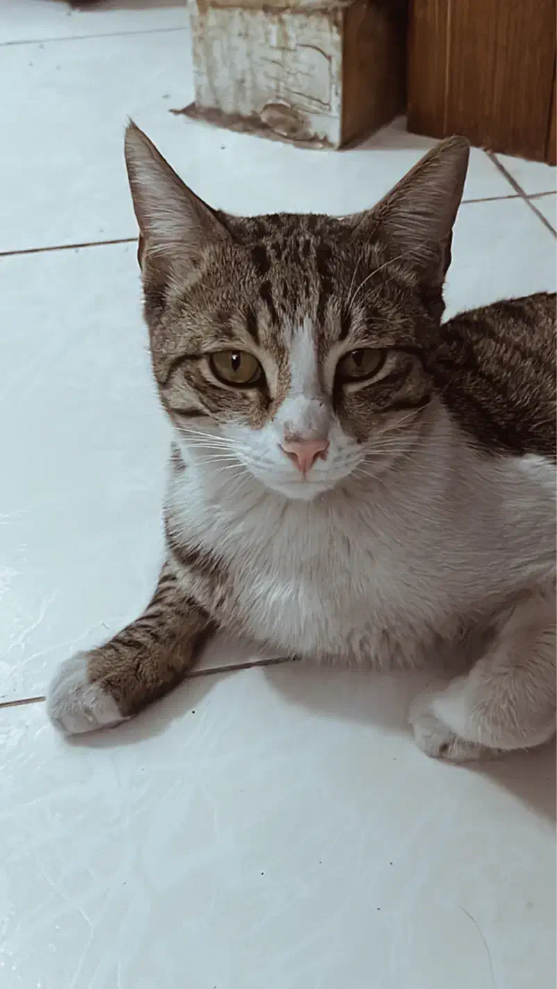 گربه گمشده|حیوانات|تهران, اختیاریه|دیوار