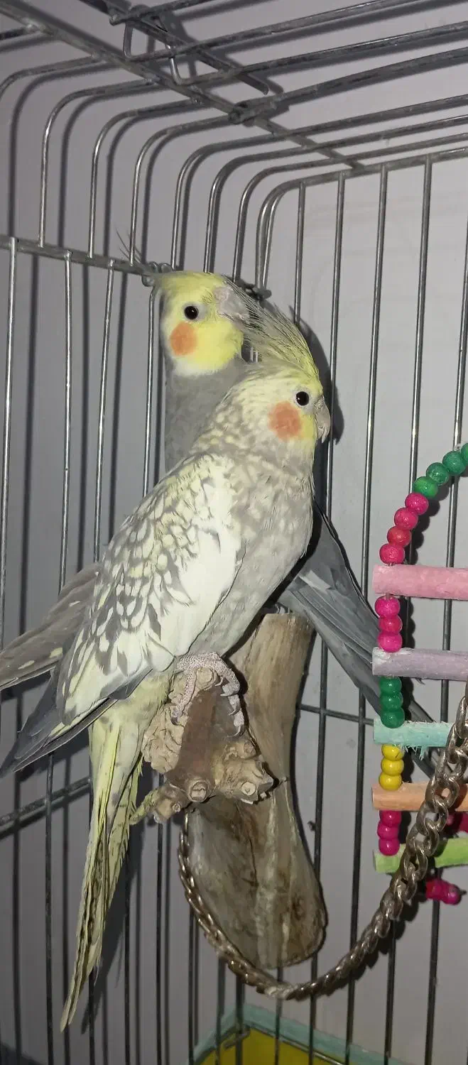 جفت عروس هلندی نیمه دستی|پرنده|کازرون, |دیوار