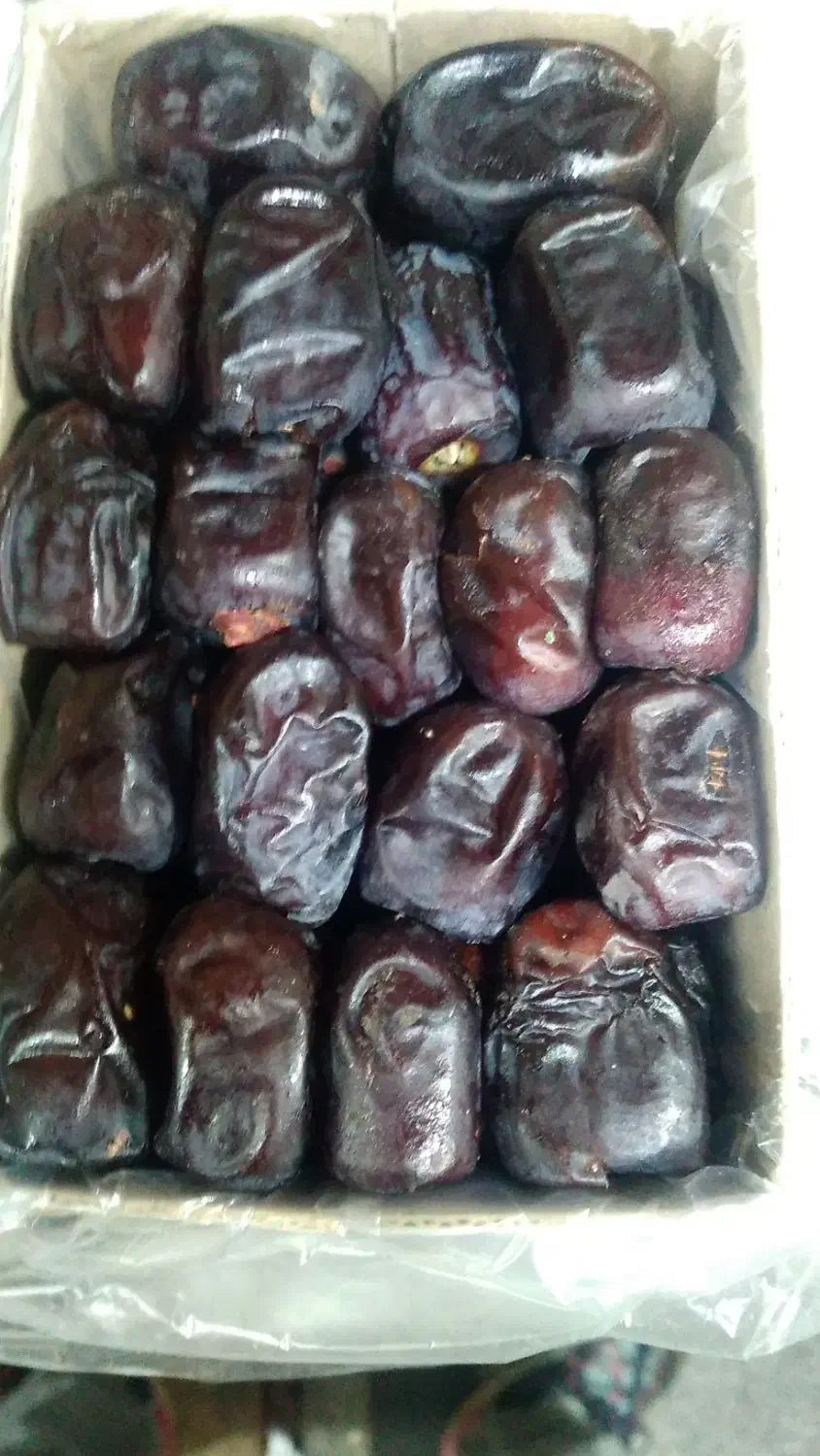 خرما ربی و مضافتی برای شیر گیری|خوردنی و آشامیدنی|رشت, فلسطین|دیوار