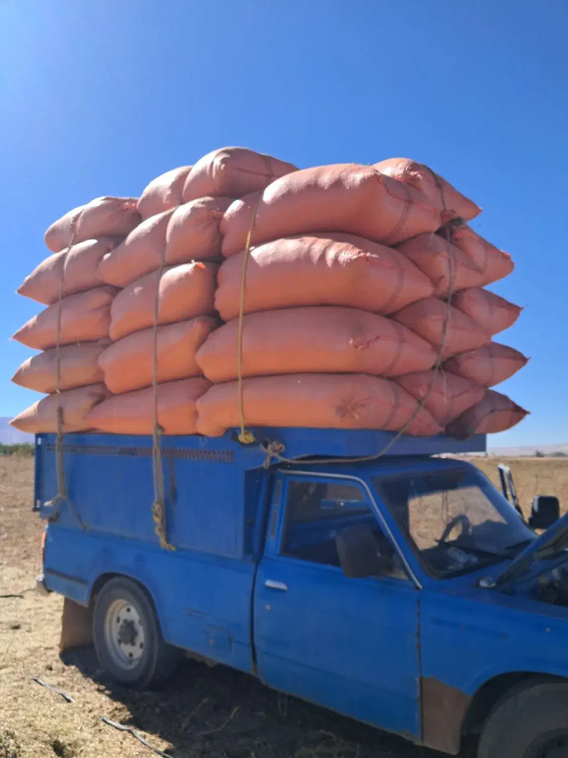 تحویل درب محل (کاه گندم)|خدمات باغبانی و درختکاری|فومن, |دیوار