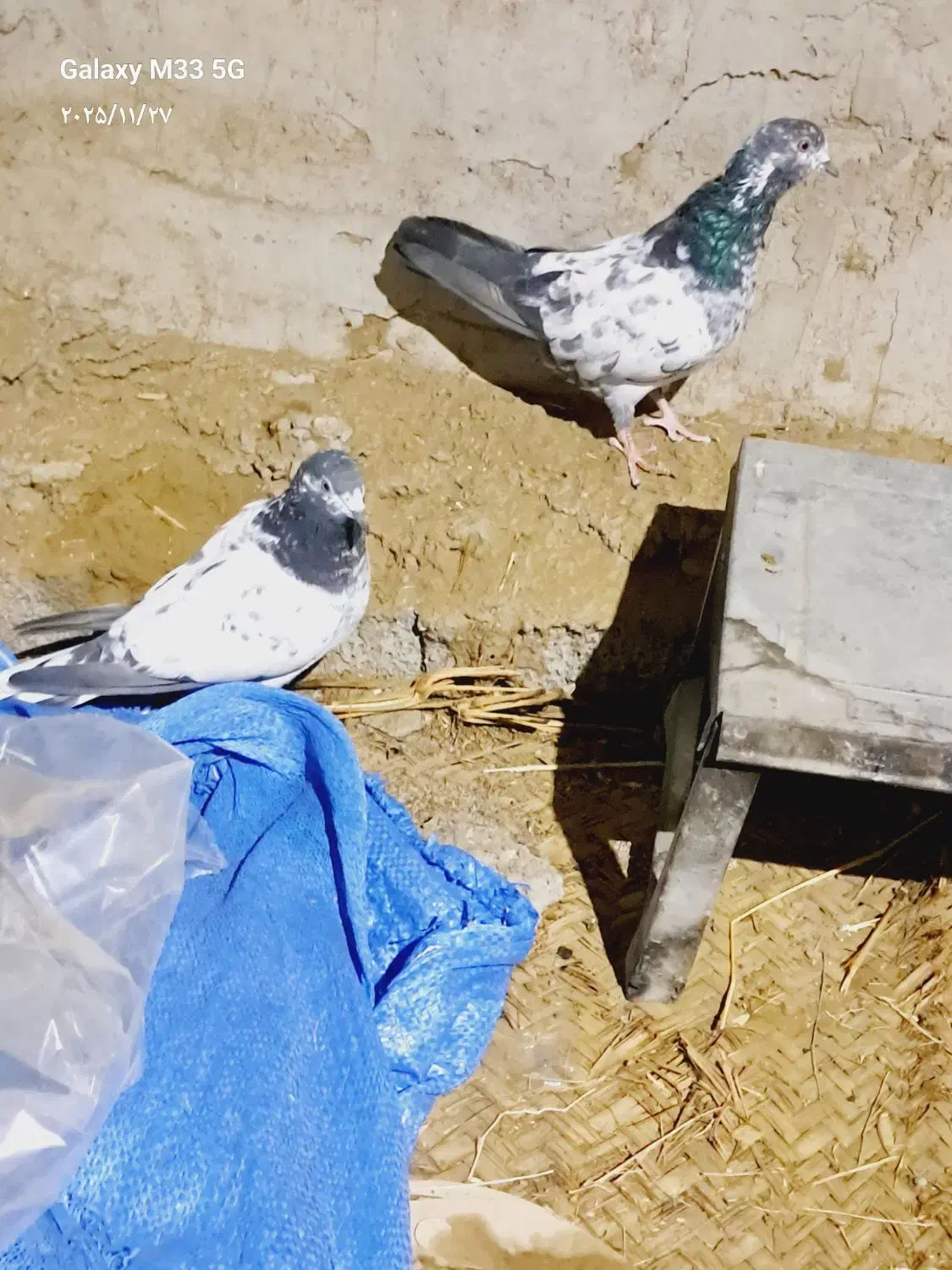 یک جفت باستانی|پرنده|اسماعیلی, |دیوار