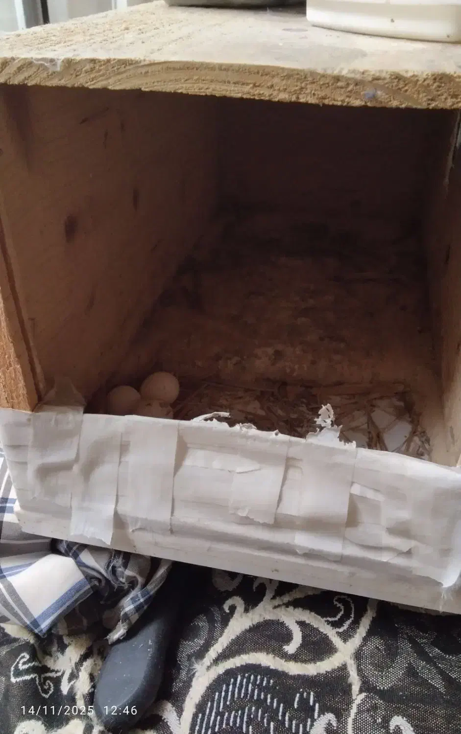 عروس هلندی جفت دوساله|پرنده|نکا, |دیوار