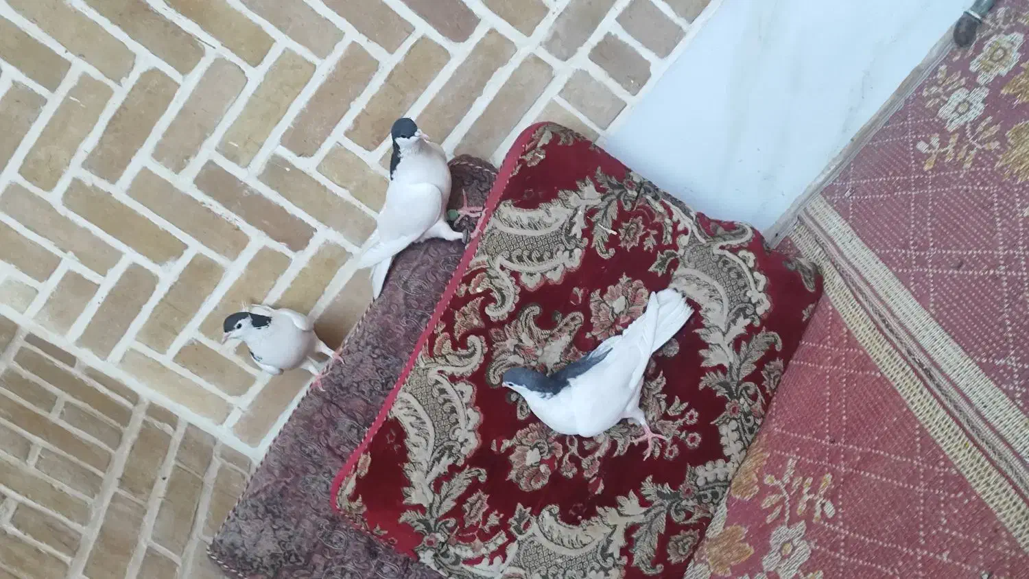 چند عدد کفتر درجه یک|پرنده|اردکان, |دیوار