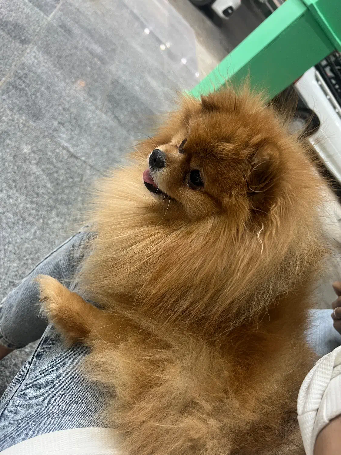 سگ پامرانین عروسکی|سگ|اهواز, کیانپارس |دیوار