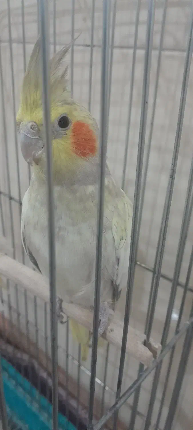 گولباقالی|پرنده|محلات, |دیوار