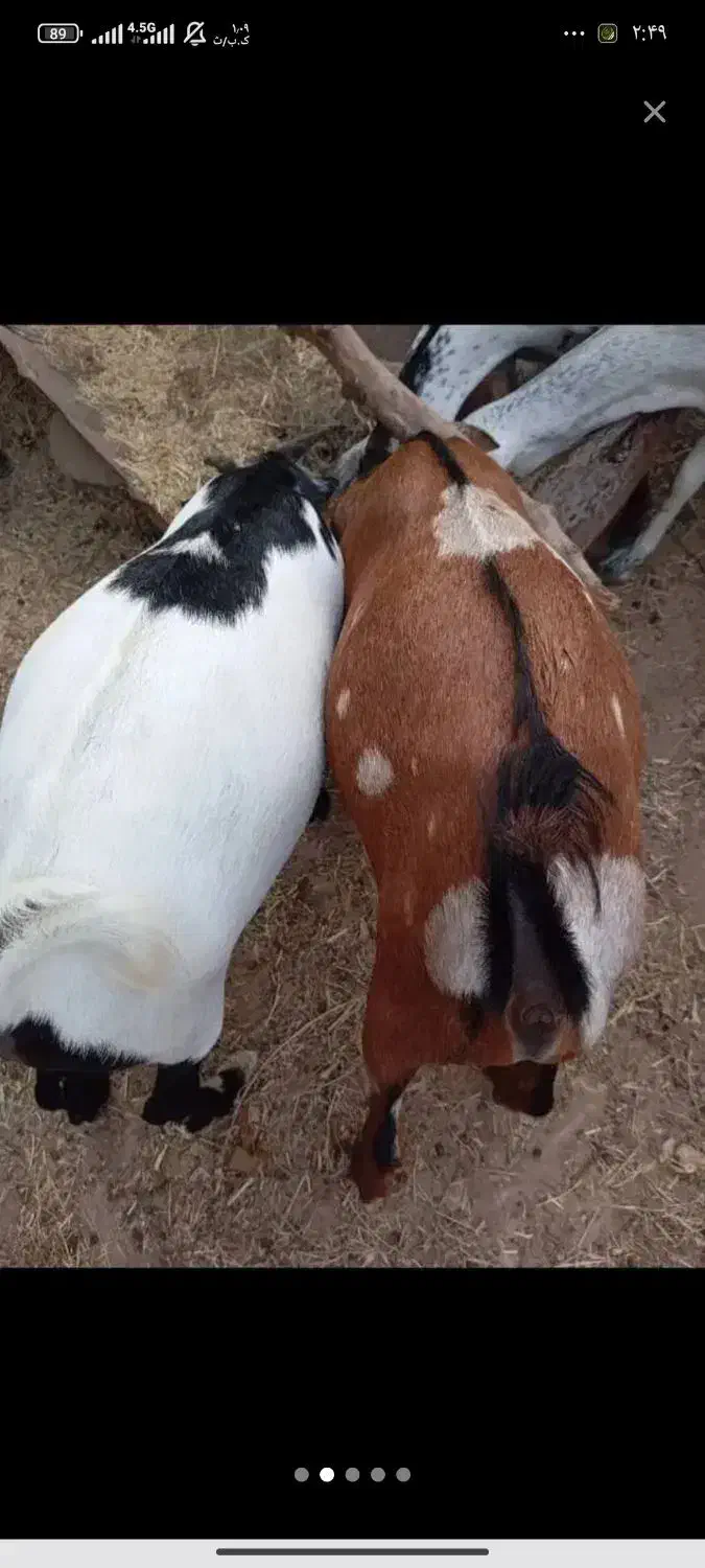 نری و گیسه فروشی|حیوانات مزرعه|قشم, |دیوار