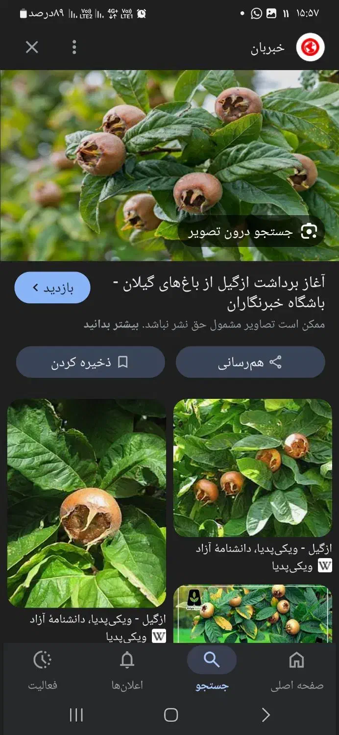 ازگیل وپرتقال شما را به قیمت مناسب خریداریم|خدمات باغبانی و درختکاری|اسالم, |دیوار