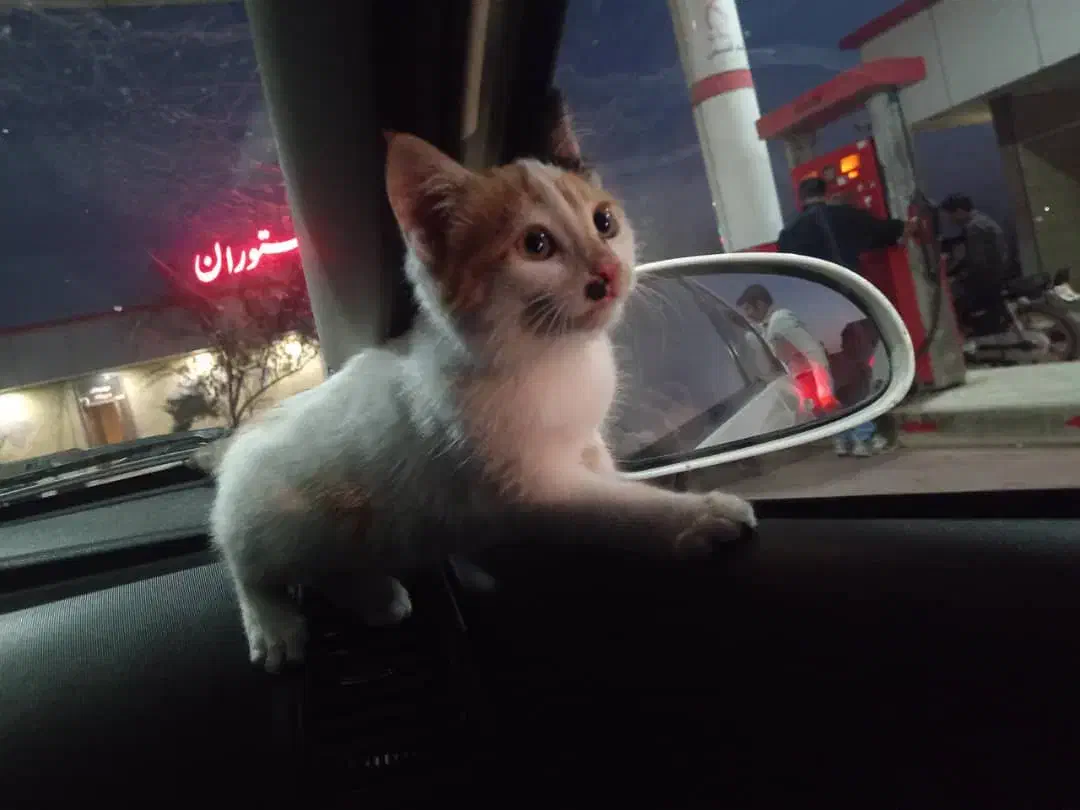 یه عددگربه خونگی|گربه|زرند, |دیوار