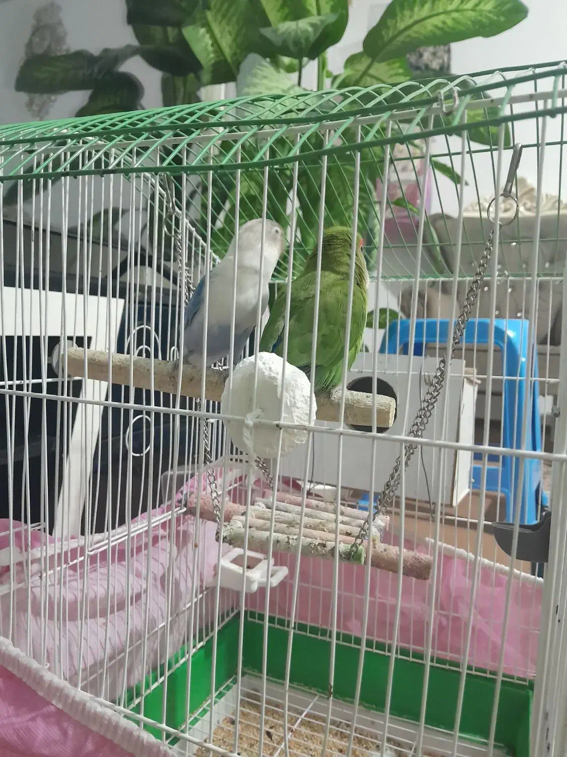 ۲۵۰۰۰۰۰تومان|پرنده|اردبیل, |دیوار