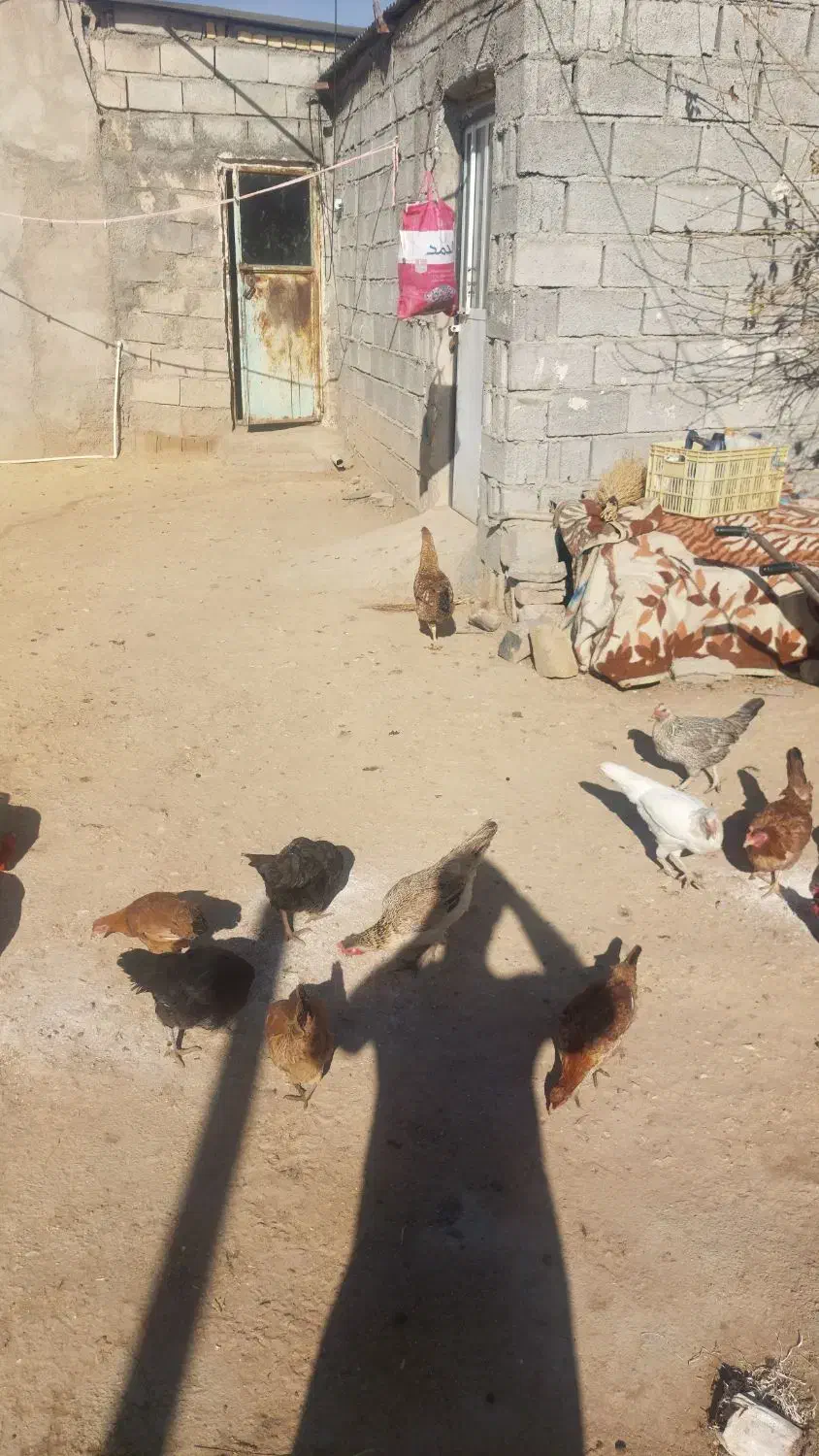 خروس کردی|حیوانات مزرعه|روانسر, |دیوار