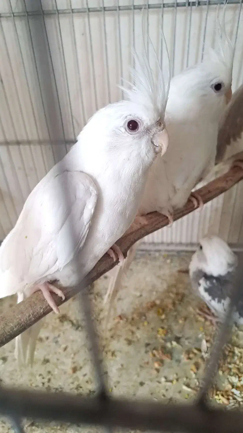 عروس هلندی  //قناری//جوجه  مرغ عشق|پرنده|پاکدشت, پاکدشت (مامازند)|دیوار