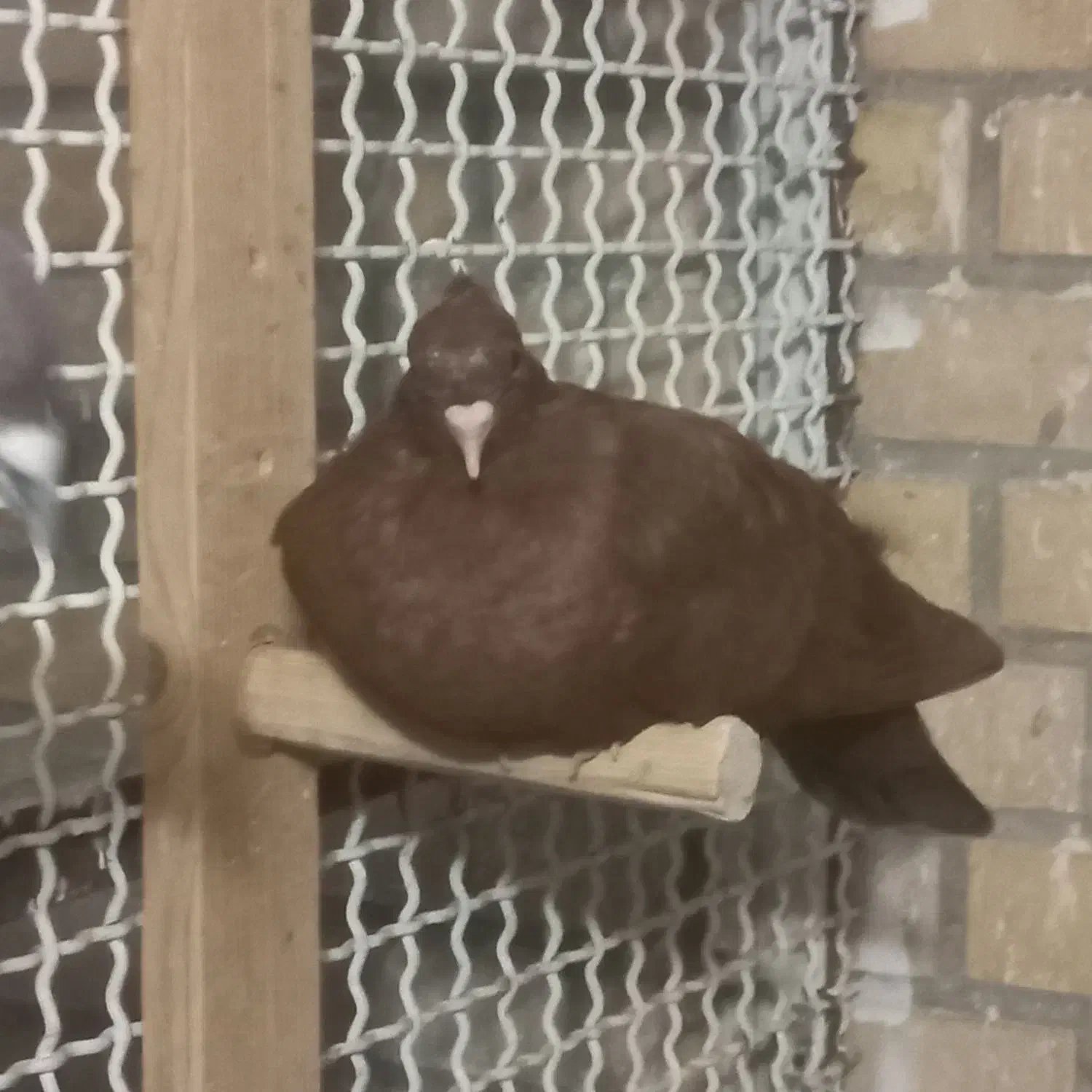 کبوتر سرخ کاکل پاصاف|پرنده|بهبهان, |دیوار