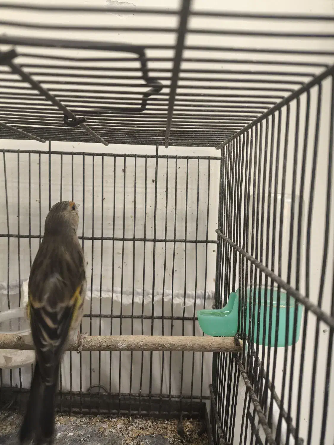 سهره قناری|پرنده|تهران, حکیمیه|دیوار