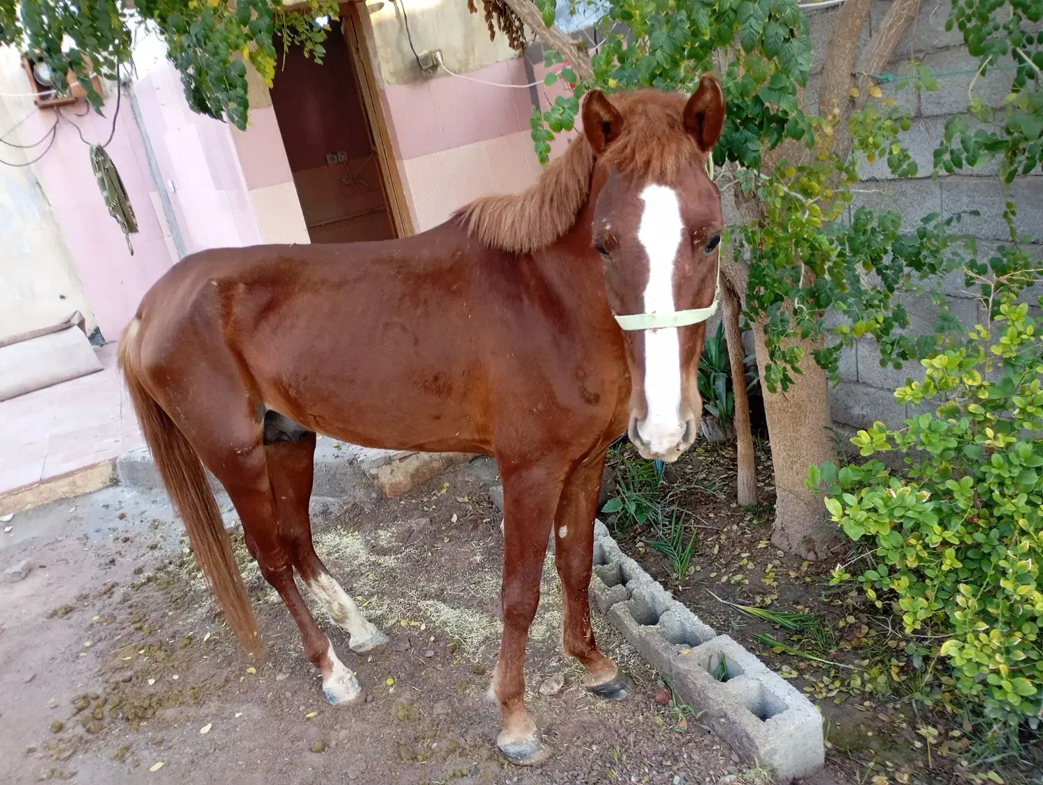 حیوانات|اسب و تجهیزات اسب‌سواری|بندرعباس, |دیوار