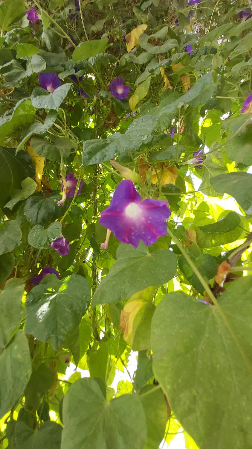 زمین باغ|فروش زمین و ملک کلنگی|نورآباد, |دیوار