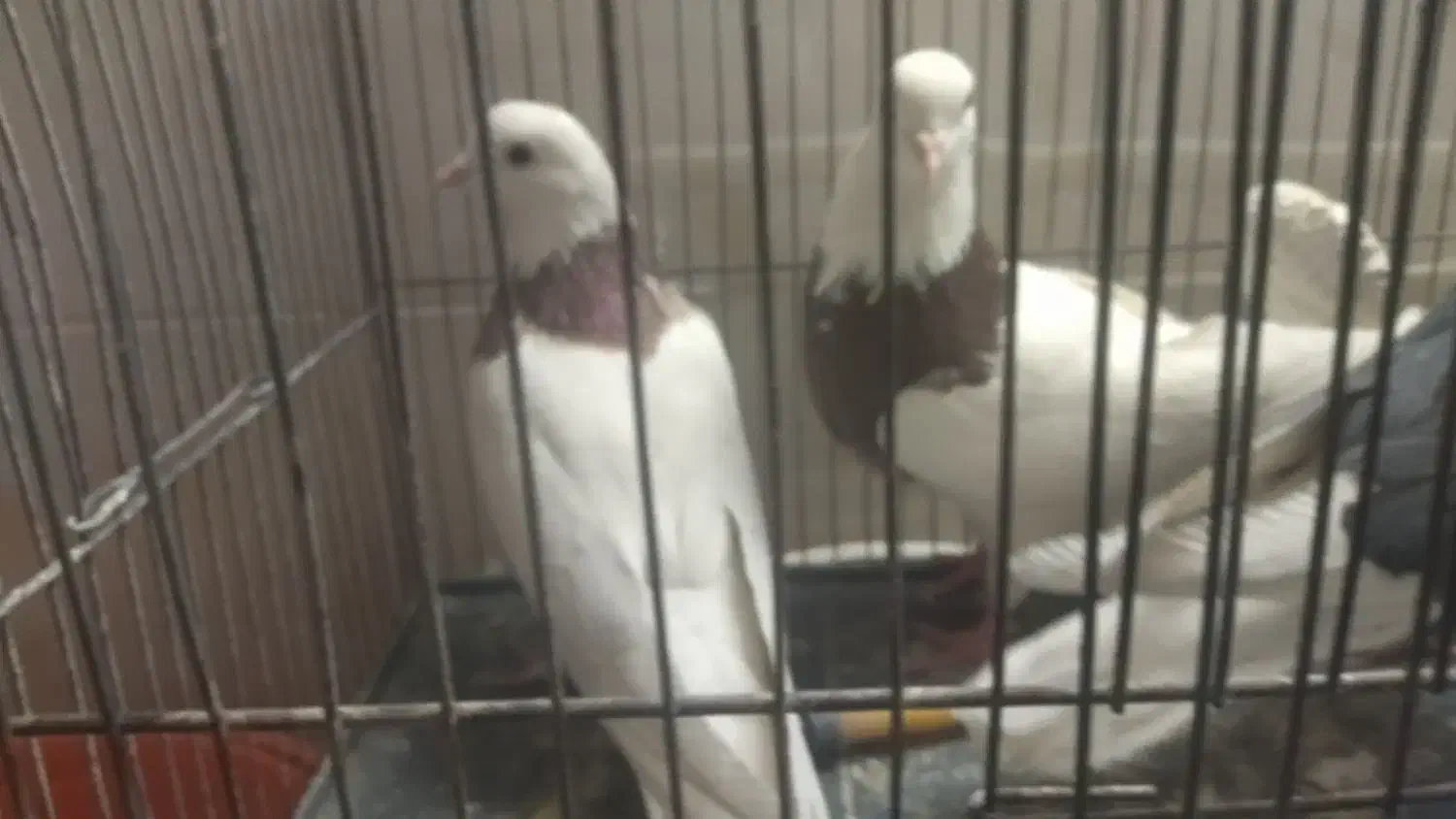 فروش 2عدد نرطوق ویه نرپشت سیاه کفتر|پرنده|بیرجند, |دیوار