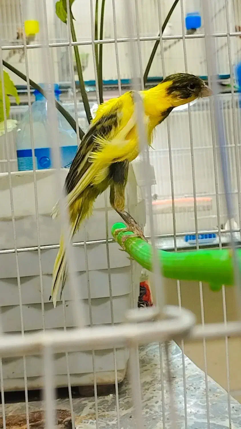 قناری جیبوس نرپرتغالی سرخ سهره رنگ همه بخون|پرنده|مشهد, گلشور|دیوار