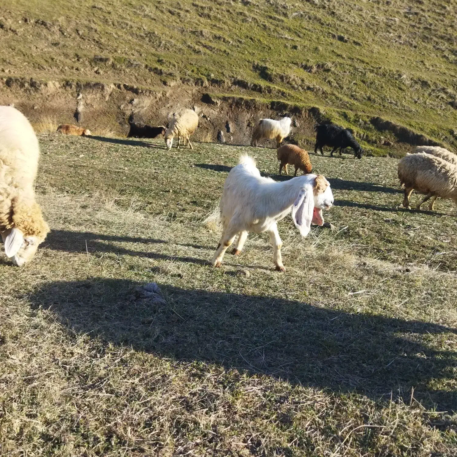 بز.|حیوانات مزرعه|آبش احمد, |دیوار