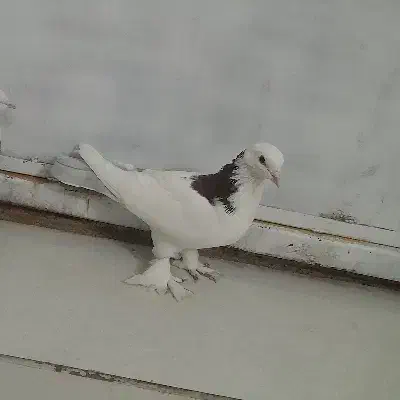 بوینی گولی|پرنده|مرند, |دیوار