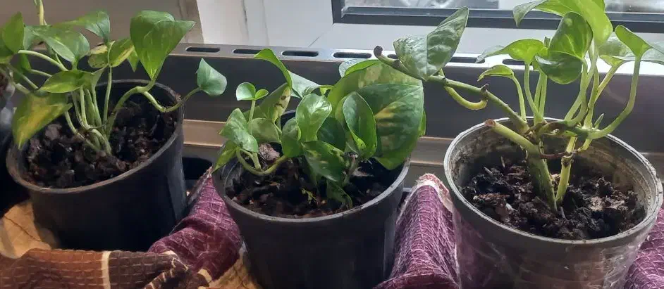 پتوس گلدان کوچک وبزرگ|گل و گیاه طبیعی|تالش, هشتپر|دیوار