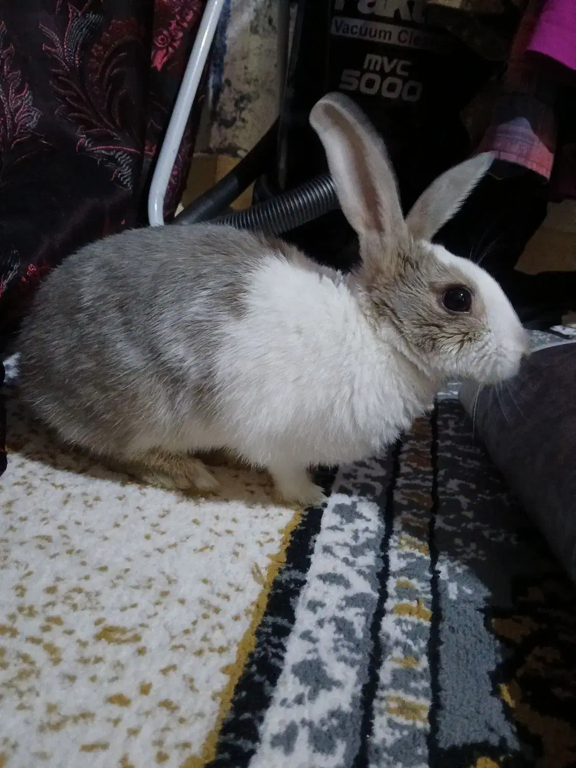 خرگوش|موش و خرگوش|پیشوا, |دیوار